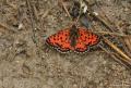 Melitaea interrupta (Kafkasyalı İparhan)